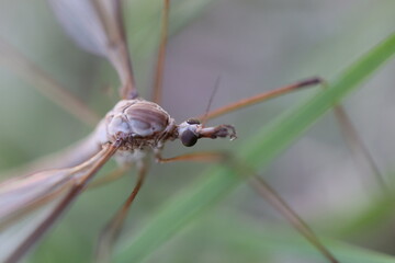 insecte