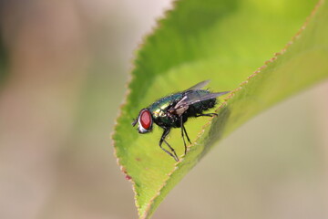 Insectes