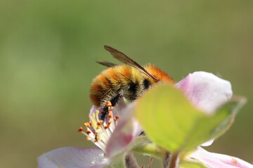 abeilles