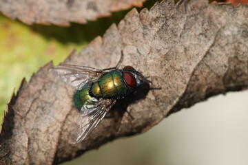 Insectes