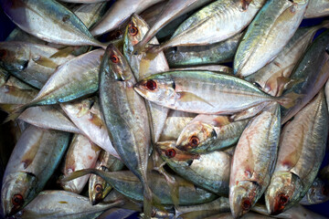 Fresh Yellow stripe scad, thinscaled trevally fish in the supermarket in Yogyakarta, Indonesia