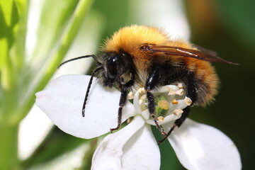 abeilles