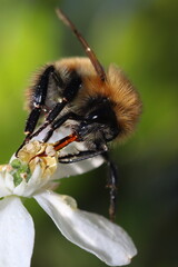 abeilles bourdons