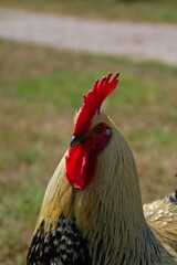 Coq