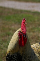 Coq