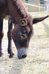 Fototapeta premium animaux de la ferme