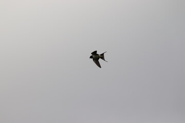 Hirondelle