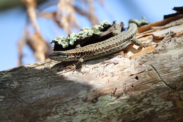 Insectes