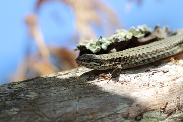 Insectes