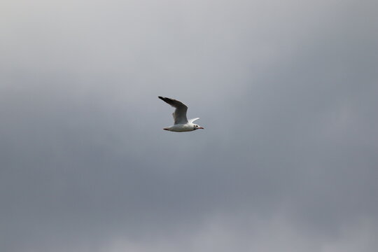 H&eacute;rons aigrettes cygnes 