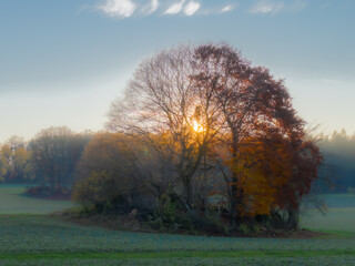 Fototapeta premium Eine traumhafte Herbststimmung im goldenen November