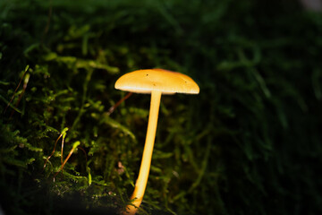 Mushroom glowing