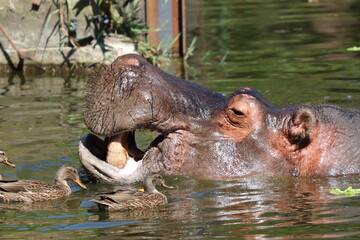 Fototapeta premium Zoo