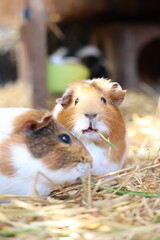 lapins cochon d'inde