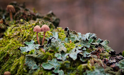 Close-up of small brown mushrooms growing among green moss and lichens on a decaying log in the Bükk Mountains forest.