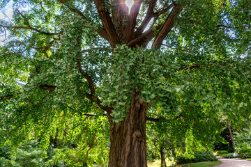 Fototapeta premium Ginkgo biloba tree with green leaves in summer