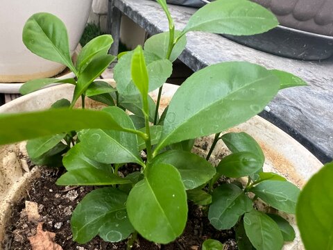 Close-up of Vibrant Young Citrus (Limau Nipis) Seedlings in Pot