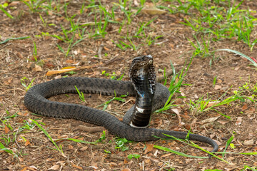 The beautiful Rinkhals (Hemachatus haemachatus), also known as a ringhals or ring-necked spitting cobra, displaying its signature hood in a defensive pose – Africa’s deadly venomous snake