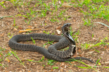 The beautiful Rinkhals (Hemachatus haemachatus), also known as a ringhals or ring-necked spitting cobra, displaying its signature hood in a defensive pose – Africa’s deadly venomous snake