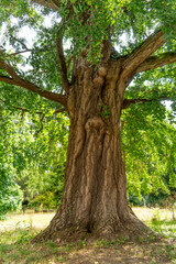 Ginkgo biloba tree with green leaves in summer