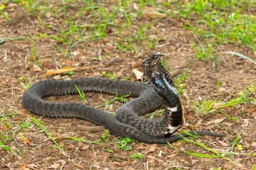 The beautiful Rinkhals (Hemachatus haemachatus), also known as a ringhals or ring-necked spitting cobra, displaying its signature hood in a defensive pose – Africa’s deadly venomous snake