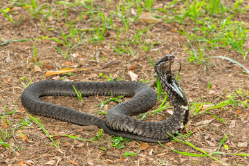 The beautiful Rinkhals (Hemachatus haemachatus), also known as a ringhals or ring-necked spitting cobra, displaying its signature hood in a defensive pose – Africa’s deadly venomous snake