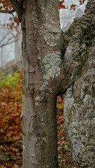 Close-up of a beech tree trunk grown tightly around limestone rock in a misty forest of the Bükk Mountains.