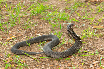 The beautiful Rinkhals (Hemachatus haemachatus), also known as a ringhals or ring-necked spitting cobra, displaying its signature hood in a defensive pose – Africa’s deadly venomous snake