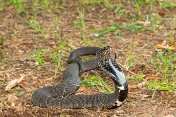 The beautiful Rinkhals (Hemachatus haemachatus), also known as a ringhals or ring-necked spitting cobra, displaying its signature hood in a defensive pose – Africa’s deadly venomous snake
