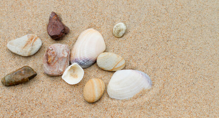 Rocks and seashells arranged on sand, soft natural light, clear copyspace, calm beach mood.