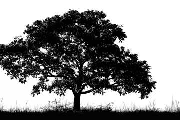 Obraz premium Silhouette of a large, mature tree with spreading branches and ground vegetation