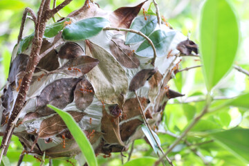 Red ant nest built among green tree leaves, detailed close-up, natural outdoor setting.