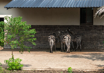 A Close Encounter with Playful Zebras in a Natural Habitat Setting