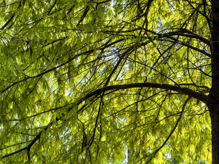 Fototapeta premium Lush Greenery: Captivating Canopy of Nature's Beauty and Tranquility