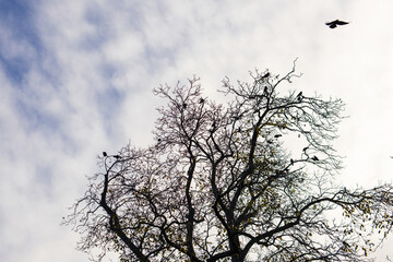 Crows sitting and flying among the silhouetted bare branches of a tree against a cloudy sky, creating an ominous atmosphere