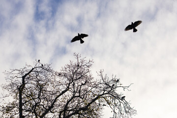Silhouettes of two crows flying against a cloudy sky, with more birds perched on a large bare tree in vojan gardens, prague