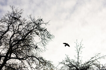 Silhouettes of crows flying and sitting on branches of dormant trees against a grey sky, depicting nature in early winter in vojan gardens prague