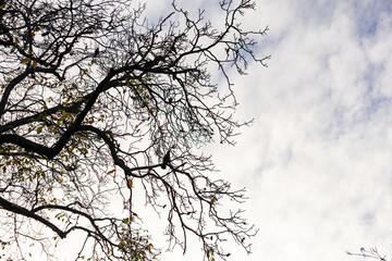 Birds resting on silhouetted tree branches with sparse yellow leaves under a cloudy autumn sky in vojan gardens, prague