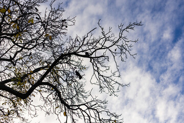 Silhouette of a deciduous tree with sparse yellow leaves and bare branches against a dynamic cloudy sky in vojan gardens