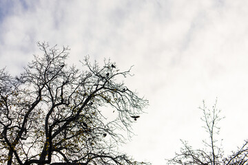 Silhouettes of bare tree branches against an overcast sky, with several birds perched and one flying in vojan gardens, prague