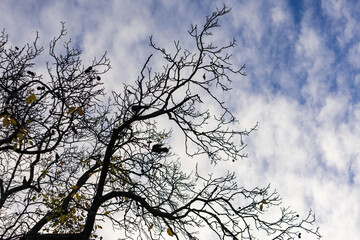 Silhouetted branches of a bare tree reaching into a blue sky filled with white clouds at vojan gardens, prague