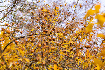 Medlar tree branches showing ripening fruit and golden yellow leaves against a soft sky in vojan gardens, prague