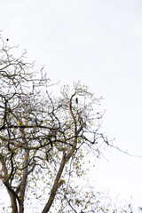 Lone raven perching on a tree with bare branches and few autumn leaves against a bright sky, symbolizing solitude and nature in vojan gardens prague