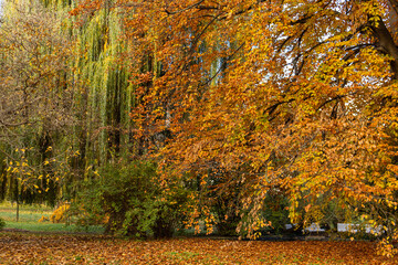 Autumn season transforming vojan gardens in prague into a vibrant landscape of golden, orange, and green deciduous trees with fallen leaves