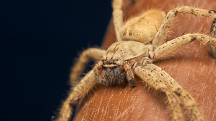 Brown spider resting still on branch