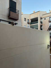 A dog looks out from behind the wall of a residential complex. Spain, 2022.