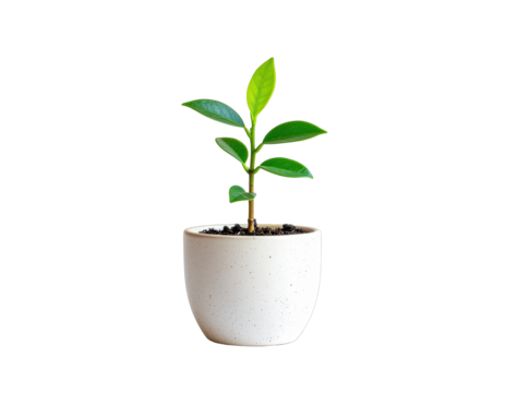 A small green leafy plant in a speckled white pot with dark soil and a black transparent background showcasing vibrant green leaves and a sturdy stem under soft natural lighting