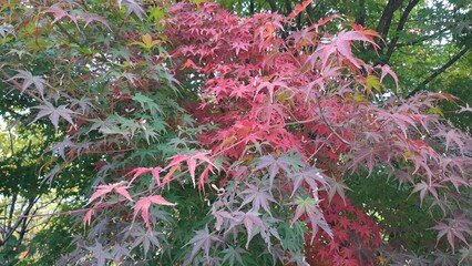 vibrant red, green, and purple japanese maple leaves in autumn close-up