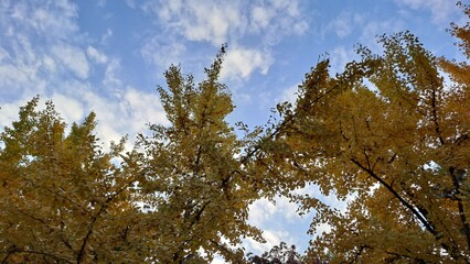 Fototapeta premium looking up at golden ginkgo trees against a bright blue sky with clouds