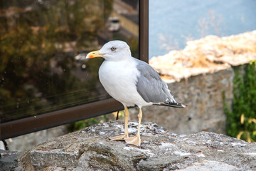 Yellow legged seagull standing proudly on a rock with a sunny harbor, port, and blue sea background